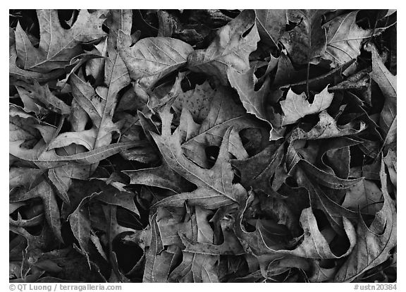 Fallen leaves close-up. Tennessee, USA (black and white)