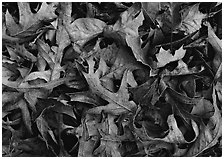 Fallen leaves close-up. Tennessee, USA ( black and white)