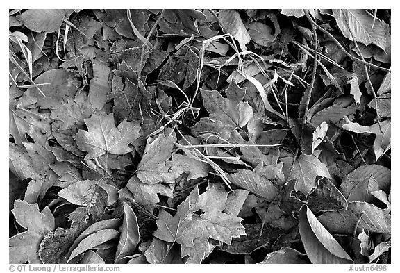 Fallen leaves with morning frost. Tennessee, USA (black and white)