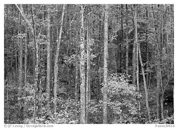 Trees in fall color, Blue Ridge Parkway. USA (black and white)