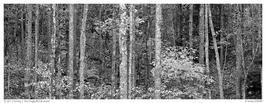 Fall forest scenery. Virginia, USA (black and white)