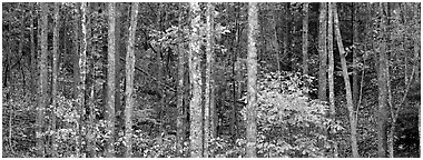 Fall forest scenery. Virginia, USA (Panoramic black and white)