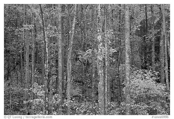 Trees in fall color, Blue Ridge Parkway. Virginia, USA (black and white)