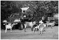 Goats. Saint John, US Virgin Islands ( black and white)