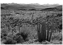 Cactus and Puerto Blanco Mountains. Organ Pipe Cactus  National Monument, Arizona, USA (black and white)