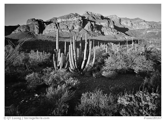 Organ Pipe cactus and Ajo Range, late afternoon. USA (black and white)