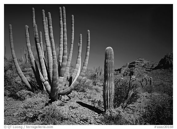 Organ Pipe Cactus and Saguaro. USA (black and white)