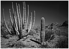 Organ Pipe Cactus and Saguaro. Organ Pipe Cactus  National Monument, Arizona, USA ( black and white)