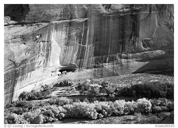 Floor of canyon with cottonwoods in fall colors and White House ruins. USA (black and white)