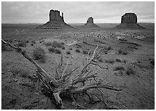 Roots, red earth, and Mittens. Monument Valley Tribal Park, Navajo Nation, Arizona and Utah, USA ( black and white)
