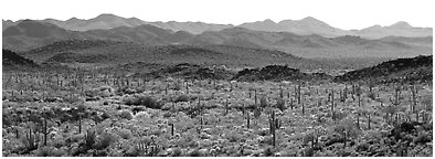 Desert landscape with cactus and distant mountains. Organ Pipe Cactus  National Monument, Arizona, USA (Panoramic black and white)
