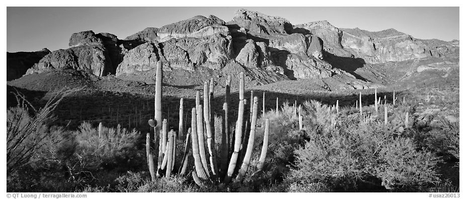 Scenery with organ pipe cactus and desert mountains. Organ Pipe Cactus  National Monument, Arizona, USA (black and white)