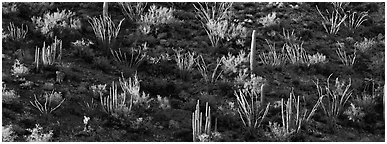Desert hillside in shadow with sunlit cactus. Organ Pipe Cactus  National Monument, Arizona, USA (Panoramic black and white)