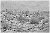 Organ pipe cactus and brittlebush on hillside, North Puerto Blanco Drive. Organ Pipe Cactus  National Monument, Arizona, USA ( black and white)