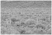 Verdant desert valley bottom with cactus, North Puerto Blanco Drive. Organ Pipe Cactus  National Monument, Arizona, USA ( black and white)
