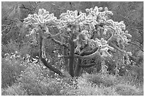Chain fruit cholla cactus and brittlebush in bloom. Organ Pipe Cactus  National Monument, Arizona, USA ( black and white)