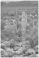 Saguaro cacti and brittlebush in bloom, North Puerto Blanco Drive. Organ Pipe Cactus  National Monument, Arizona, USA ( black and white)