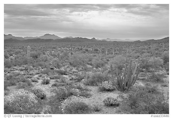 Cactus and brittlebush in the spring under cloudy skies, North Puerto Blanco Drive. Organ Pipe Cactus  National Monument, Arizona, USA (black and white)