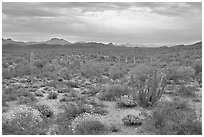 Cactus and brittlebush in the spring under cloudy skies, North Puerto Blanco Drive. Organ Pipe Cactus  National Monument, Arizona, USA (black and white)