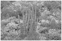 Organ pipe cactus and brittlebush (Encelia farinosa) in bloom. Organ Pipe Cactus  National Monument, Arizona, USA ( black and white)