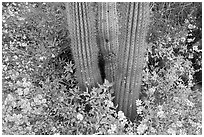 Base of organ pipe cactus and yellow brittlebush flowers. Organ Pipe Cactus  National Monument, Arizona, USA ( black and white)
