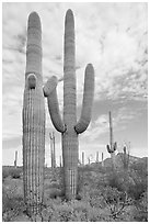 Saguaro cacti. Organ Pipe Cactus  National Monument, Arizona, USA ( black and white)