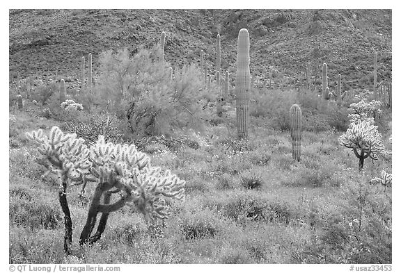 Cactus and annual flowers. Organ Pipe Cactus  National Monument, Arizona, USA