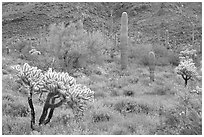 Cactus and annual flowers. Organ Pipe Cactus  National Monument, Arizona, USA ( black and white)