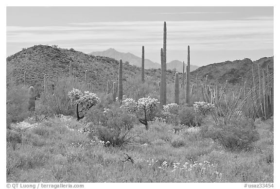 Cactus, annual flowers, and mountains. Organ Pipe Cactus  National Monument, Arizona, USA (black and white)