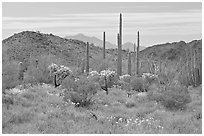 Cactus, annual flowers, and mountains. Organ Pipe Cactus  National Monument, Arizona, USA ( black and white)