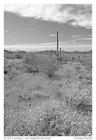 Britlebush in bloom, saguaro cactus, and mountains. Organ Pipe Cactus  National Monument, Arizona, USA (black and white)