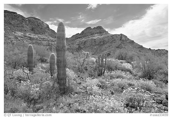 Cactus, field of brittlebush in bloom, and Ajo Mountains. Organ Pipe Cactus  National Monument, Arizona, USA (black and white)
