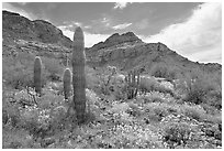 Cactus, field of brittlebush in bloom, and Ajo Mountains. Organ Pipe Cactus  National Monument, Arizona, USA (black and white)