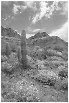 Cactus, field of brittlebush in bloom, and Ajo Mountains. Organ Pipe Cactus  National Monument, Arizona, USA ( black and white)