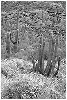 Organ pipe cacti on slope in spring. Organ Pipe Cactus  National Monument, Arizona, USA ( black and white)