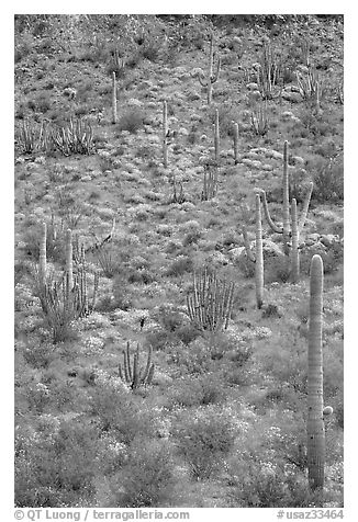 Slope with cactus and brittlebush, Ajo Mountains. Organ Pipe Cactus  National Monument, Arizona, USA