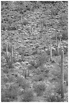 Slope with cactus and brittlebush, Ajo Mountains. Organ Pipe Cactus  National Monument, Arizona, USA ( black and white)