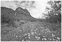 Mexican Poppies and Ajo Mountains. Organ Pipe Cactus  National Monument, Arizona, USA ( black and white)