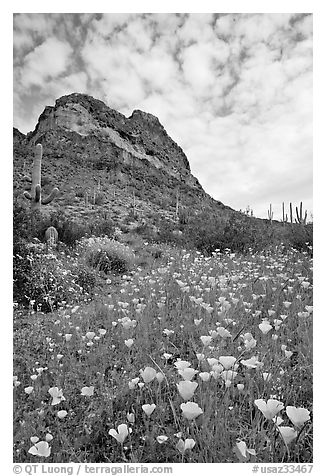Mexican Poppies, cactus,  and Deablo Mountains. Organ Pipe Cactus  National Monument, Arizona, USA (black and white)