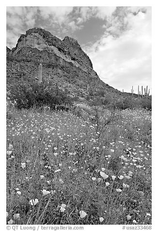 Mexican Poppies, lupine,  and Ajo Mountains. Organ Pipe Cactus  National Monument, Arizona, USA