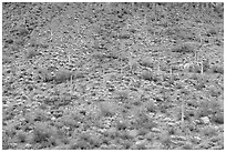 Hillside wih cactus and brittlebush in spring, Ajo Mountains. Organ Pipe Cactus  National Monument, Arizona, USA (black and white)