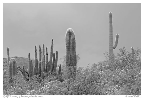 Saguaro cactus, approaching storm. Organ Pipe Cactus  National Monument, Arizona, USA (black and white)
