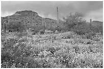 Brittlebush, cactus, storm clouds, and Ajo Mountains. Organ Pipe Cactus  National Monument, Arizona, USA ( black and white)