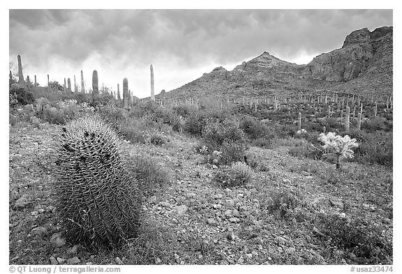 Barrel cactus, Ajo Mountains, and dark clouds. Organ Pipe Cactus  National Monument, Arizona, USA (black and white)