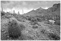 Barrel cactus, Ajo Mountains, and dark clouds. Organ Pipe Cactus  National Monument, Arizona, USA (black and white)