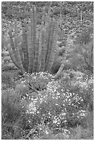 Brittlebush (Encelia farinosa) flowers and organ pipe cactus. Organ Pipe Cactus  National Monument, Arizona, USA (black and white)