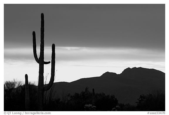 Saguaro cactus silhouetted at sunset. Organ Pipe Cactus  National Monument, Arizona, USA