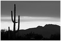 Saguaro cactus silhouetted at sunset. Organ Pipe Cactus  National Monument, Arizona, USA ( black and white)