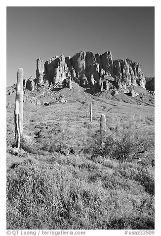 Tall cacti and Superstition Mountains, Lost Dutchman State Park, afternoon. Arizona, USA