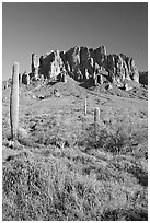 Tall cacti and Superstition Mountains, Lost Dutchman State Park, afternoon. Arizona, USA ( black and white)